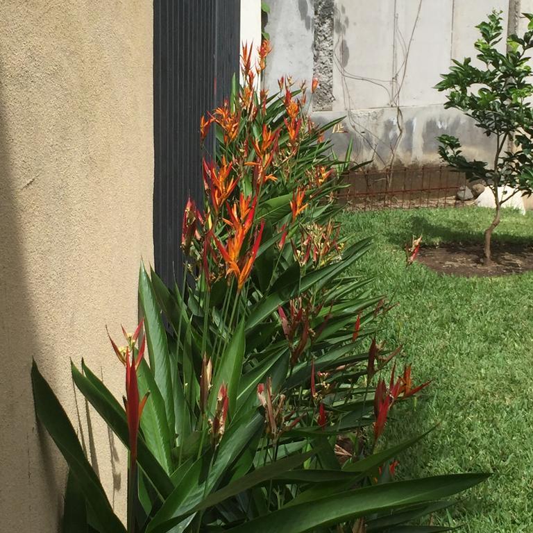Airport Rio Segundo Studio Bed & Breakfast Alajuela Екстериор снимка